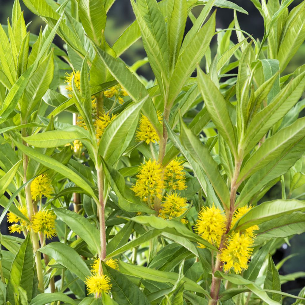 Terttualpi - Lysimachia thyrsiflora