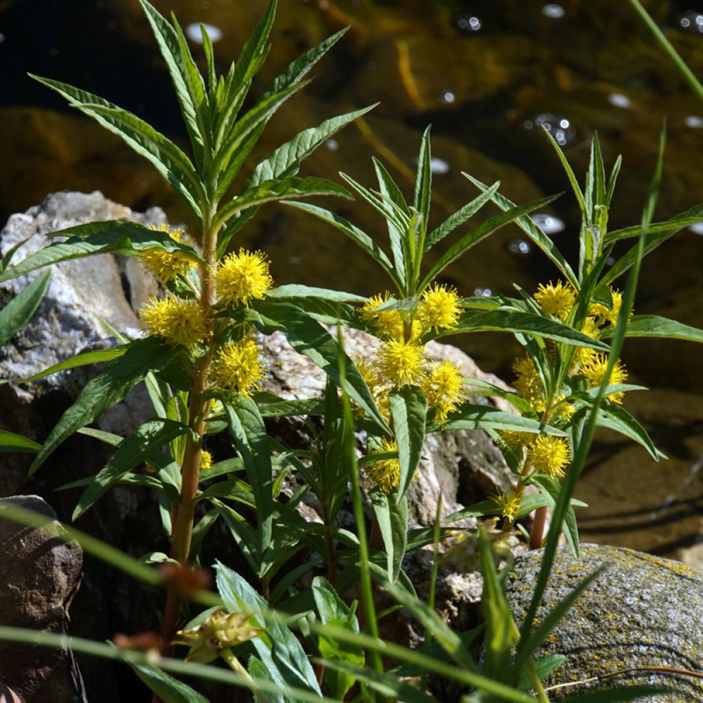 Terttualpi - Lysimachia thyrsiflora