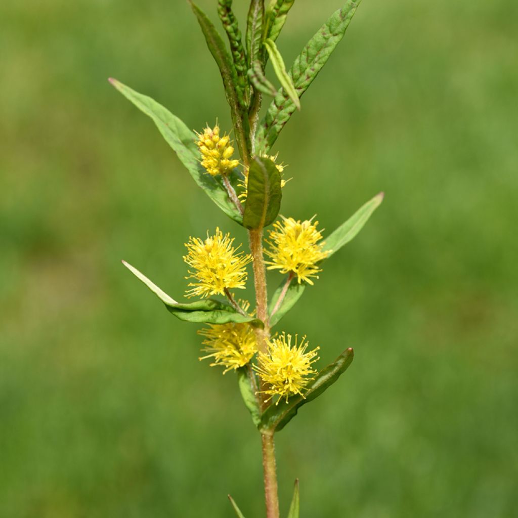Terttualpi - Lysimachia thyrsiflora