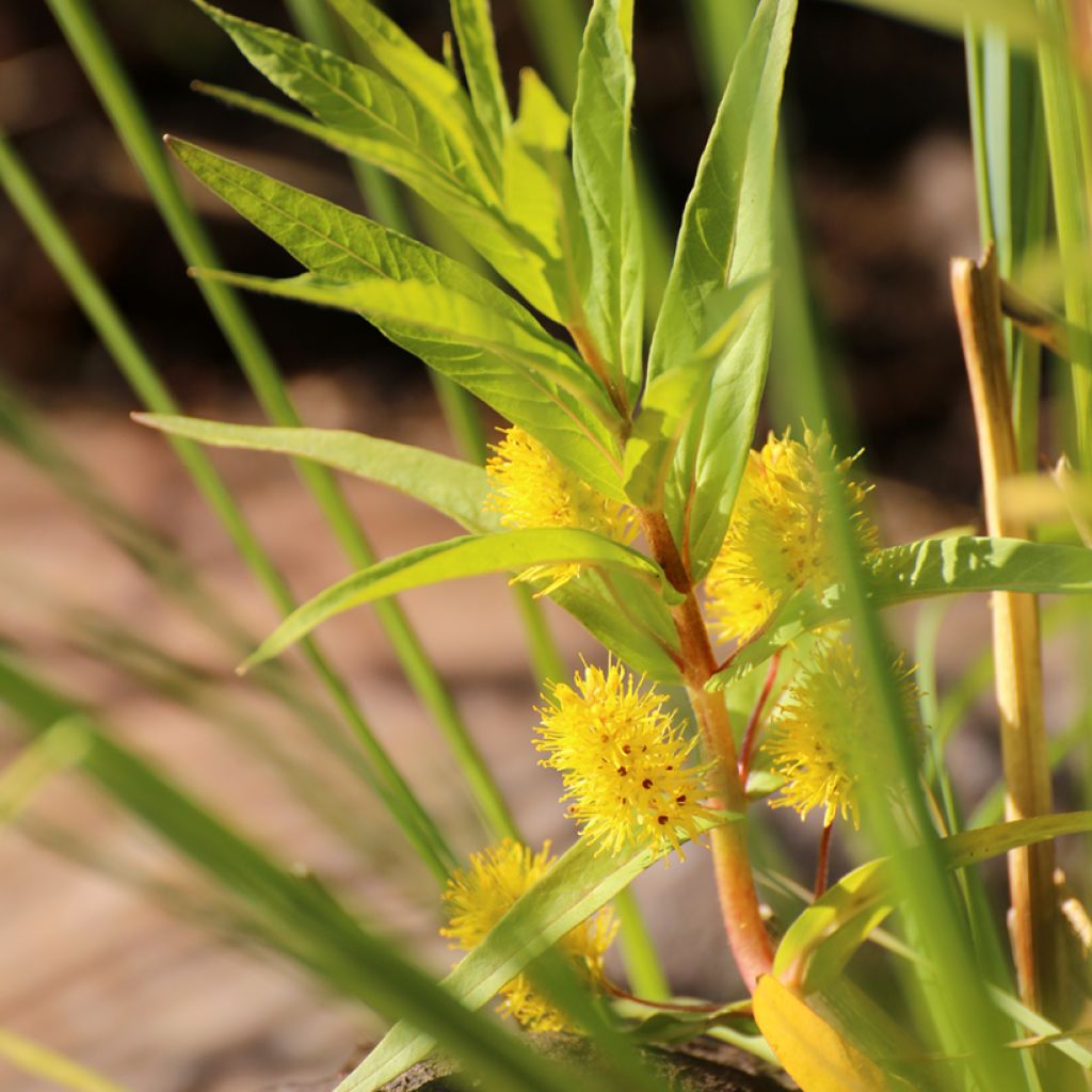 Terttualpi - Lysimachia thyrsiflora
