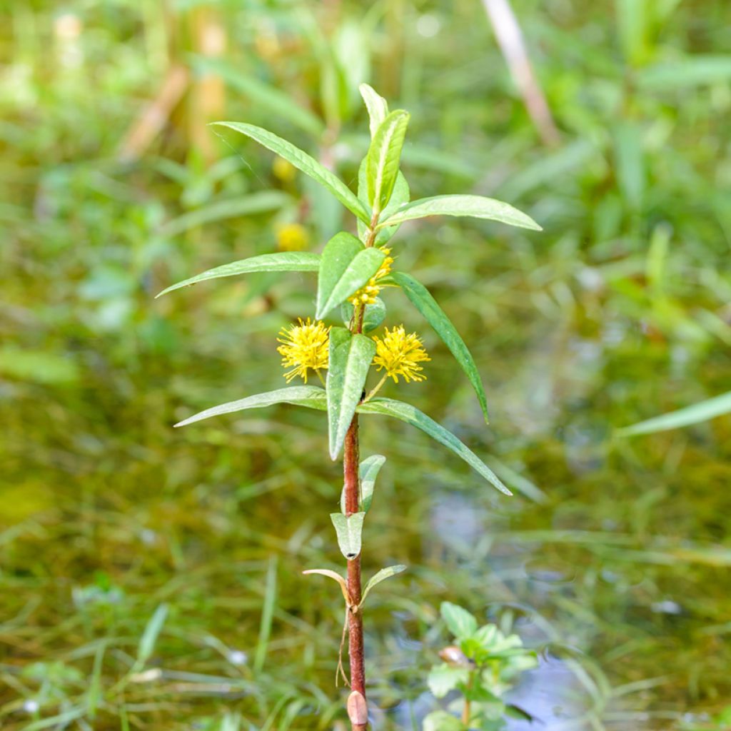 Terttualpi - Lysimachia thyrsiflora