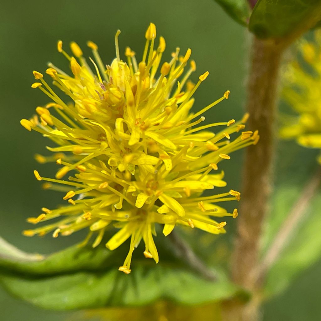 Terttualpi - Lysimachia thyrsiflora