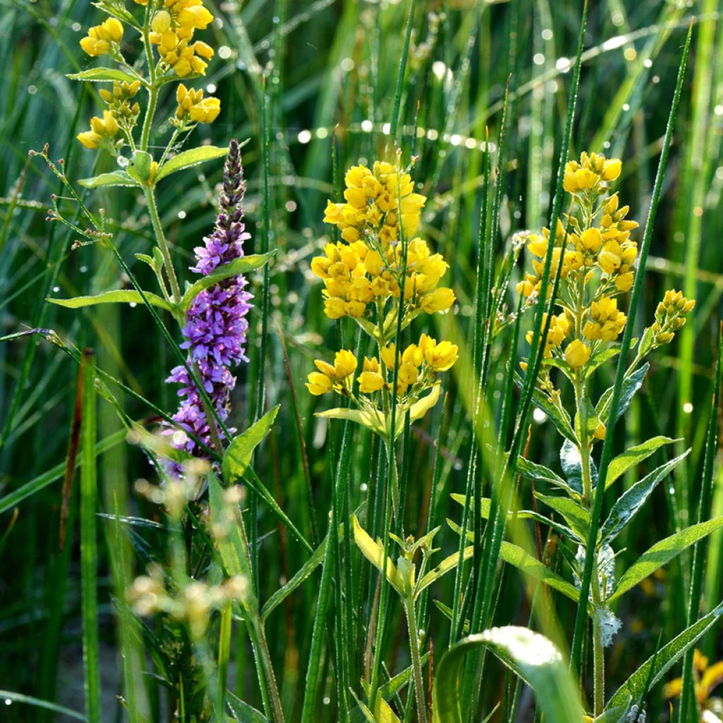 Ranta-alpi - Lysimachia vulgaris