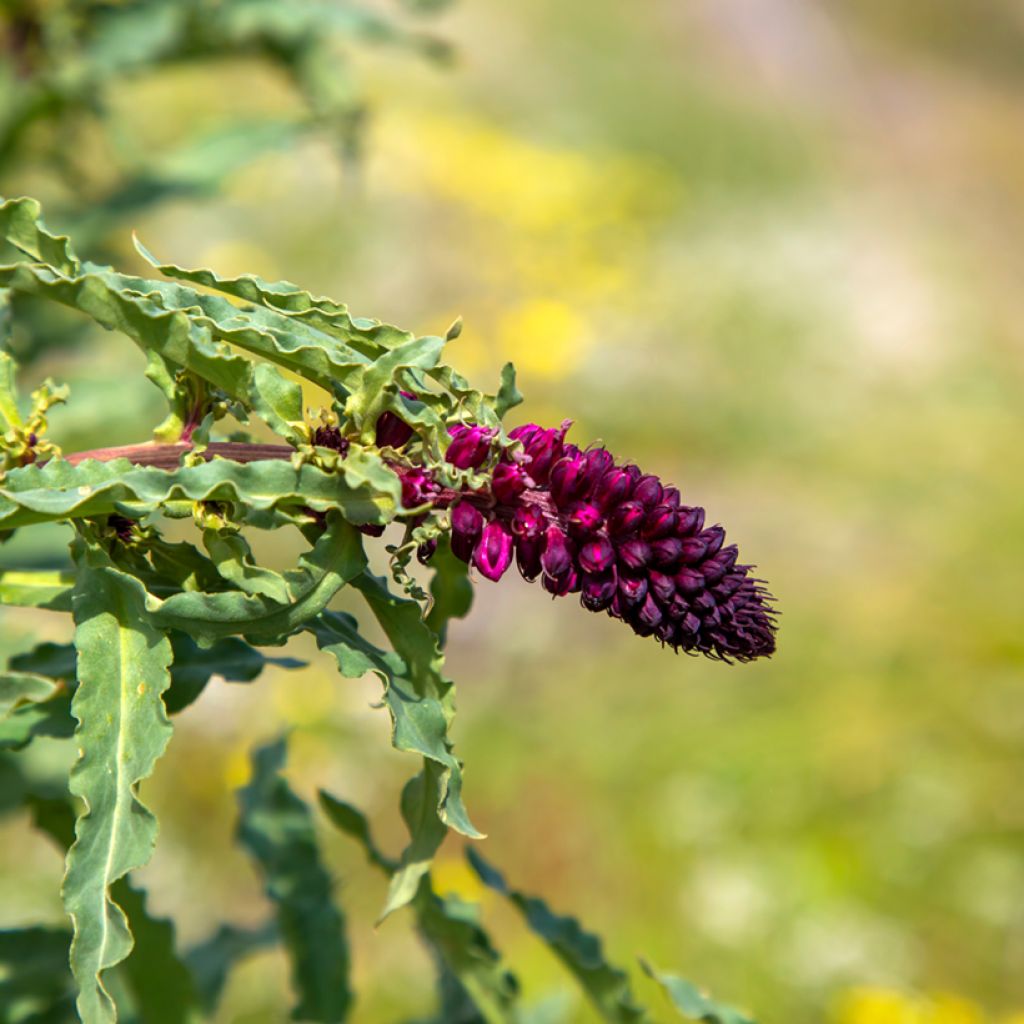 Purppura-alpi Beaujolais