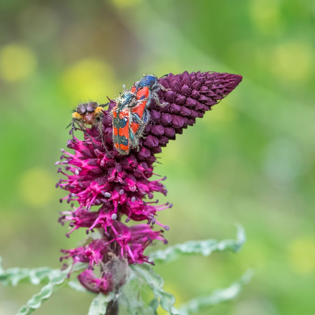 Purppura-alpi Beaujolais