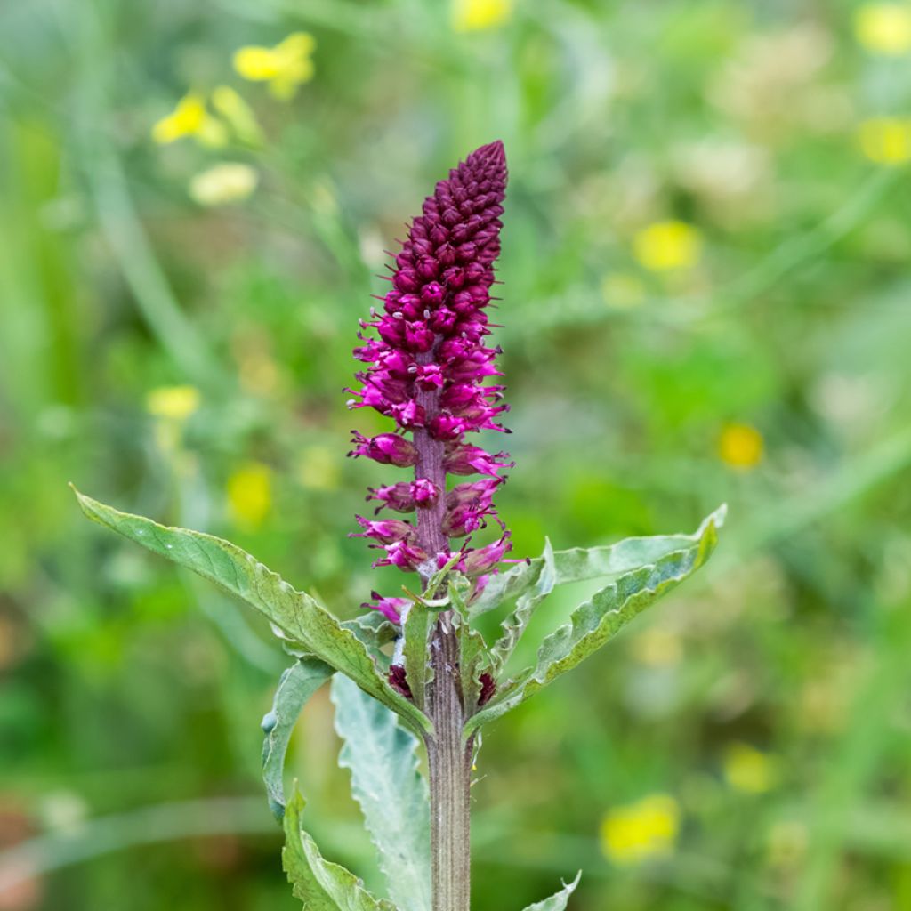 Purppura-alpi Beaujolais