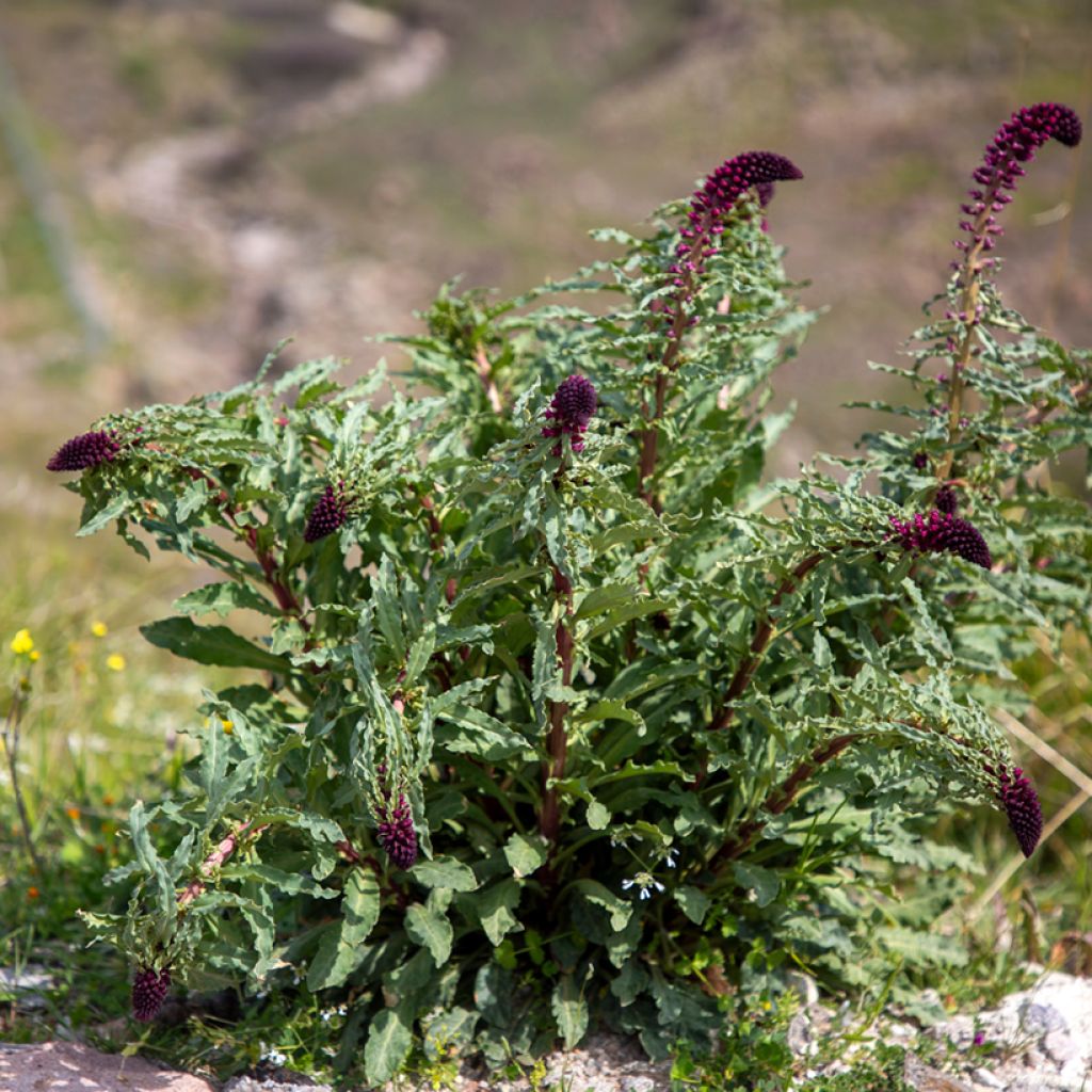 Purppura-alpi Beaujolais