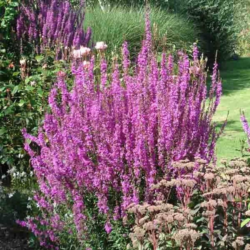 Rantakukka - Lythrum salicaria