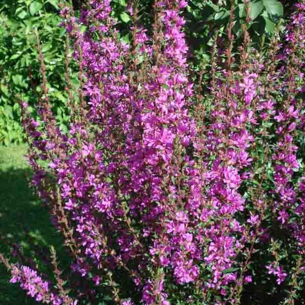 Rantakukka - Lythrum salicaria