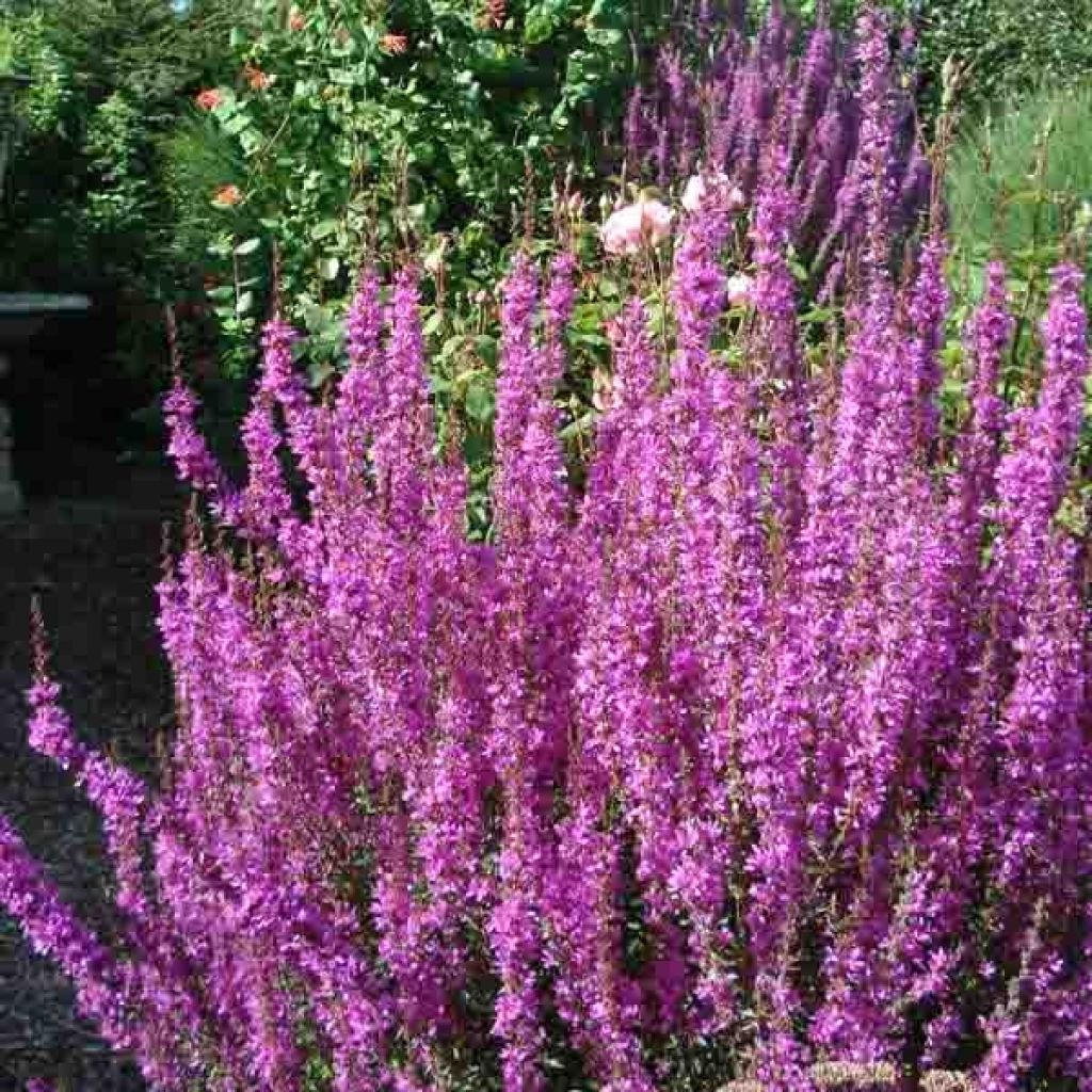Rantakukka - Lythrum salicaria