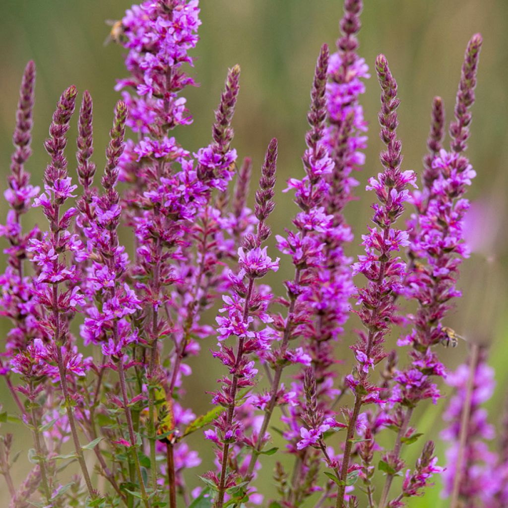 Rantakukka - Lythrum salicaria