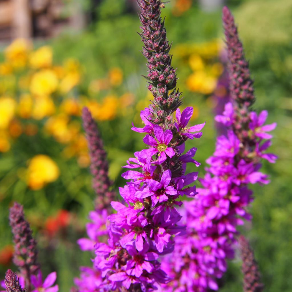 Rantakukka - Lythrum salicaria