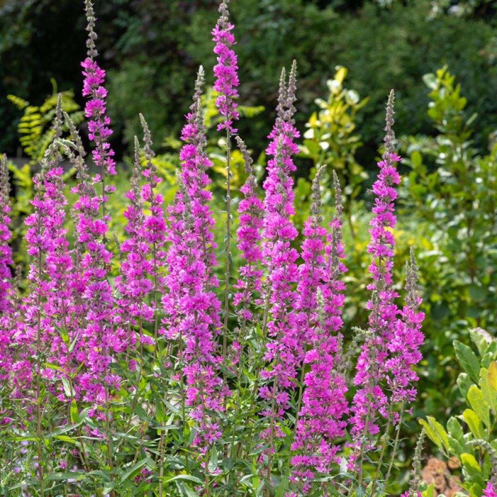Rantakukka - Lythrum salicaria