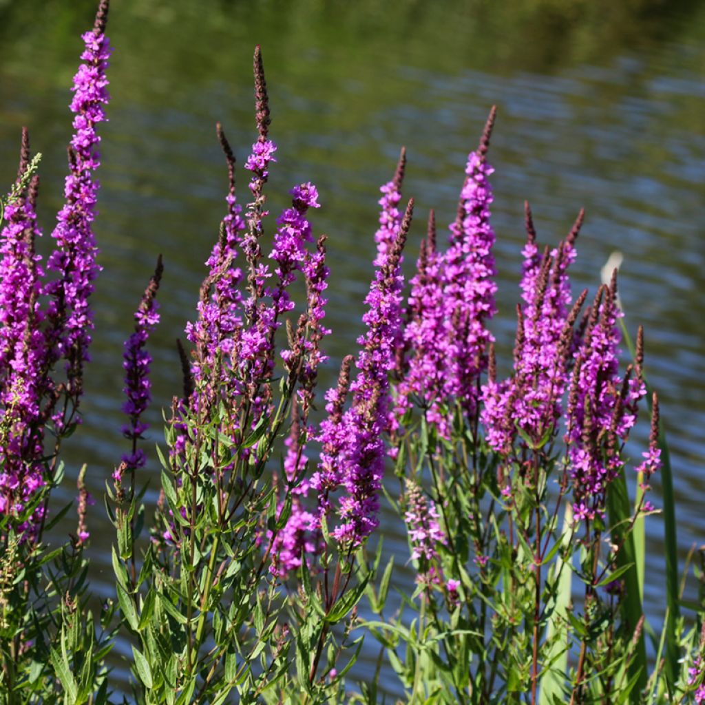 Rantakukka - Lythrum salicaria