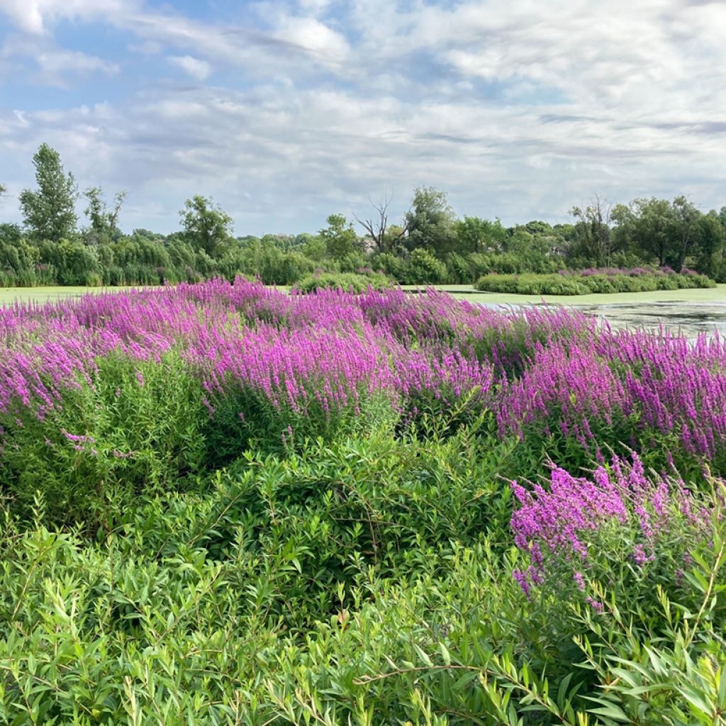 Rantakukka - Lythrum salicaria