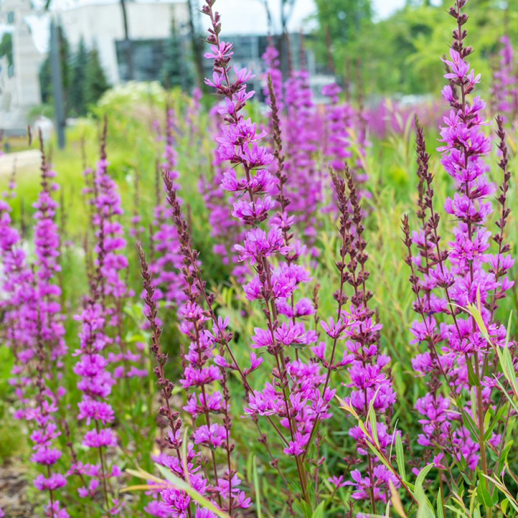 Etelänrantakukka Dropmore Purple