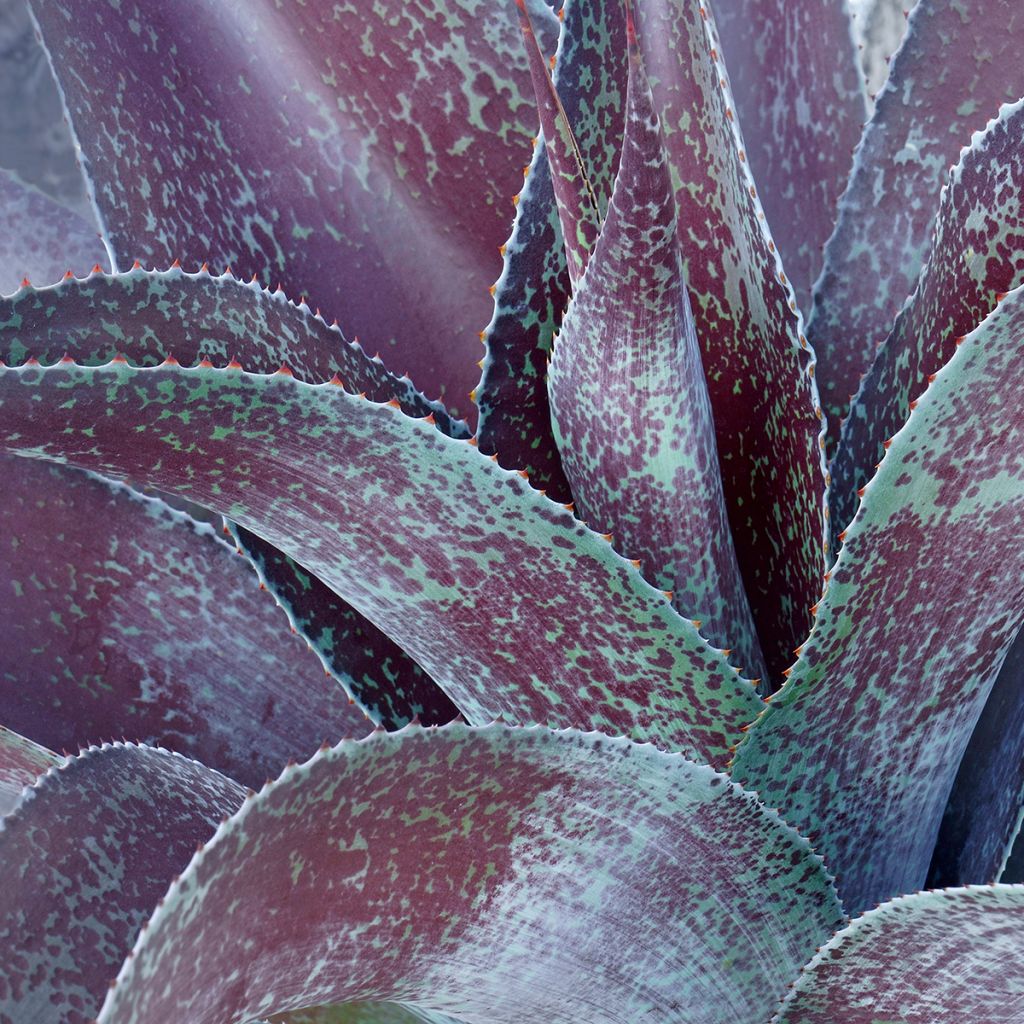 Agaave Purple passion