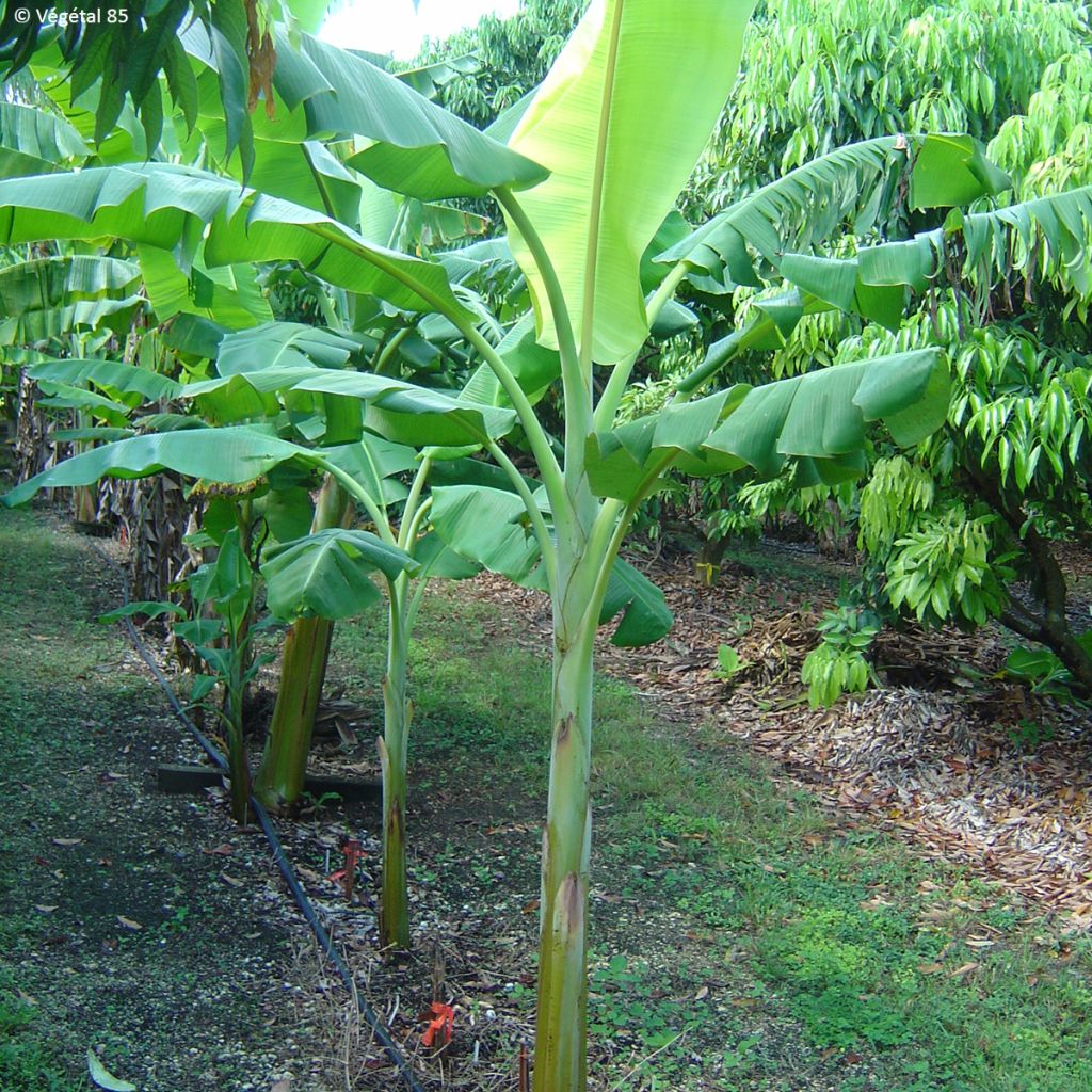 Banaani Dwarf Orinoco