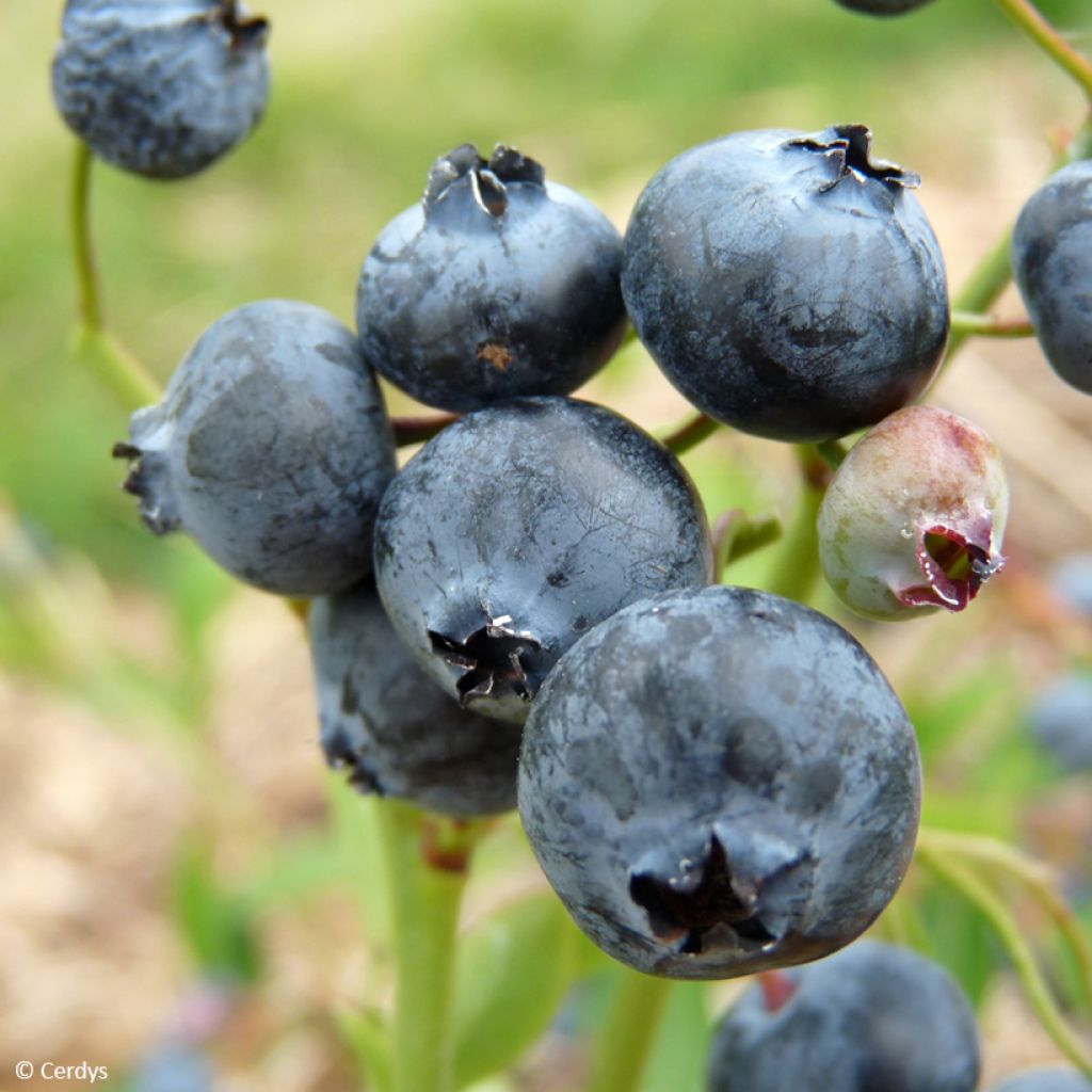 Pensasmustikka Hortblue Poppins