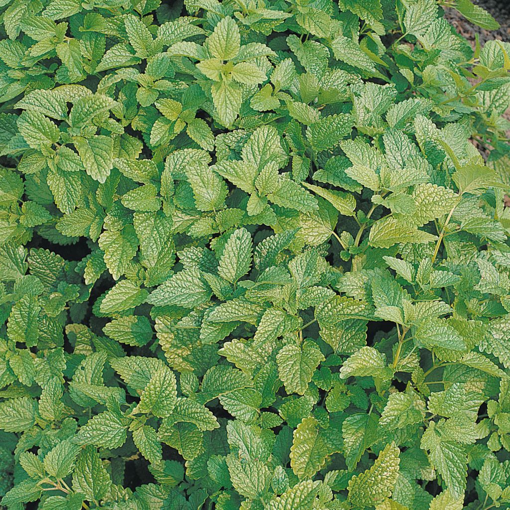 Sitruunamelissa luomu (siemenet) - Melissa officinalis