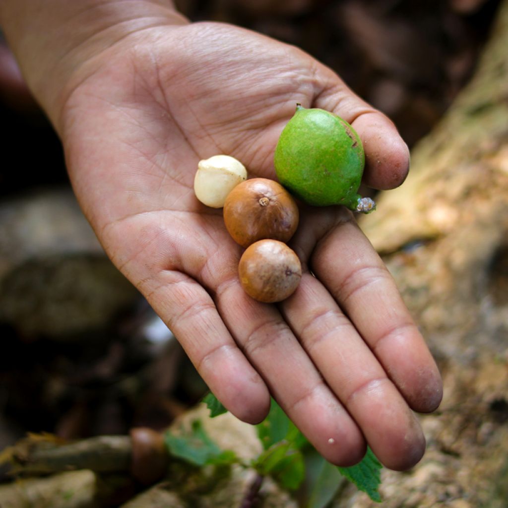 Australianpähkinä - Macadamia integrifolia