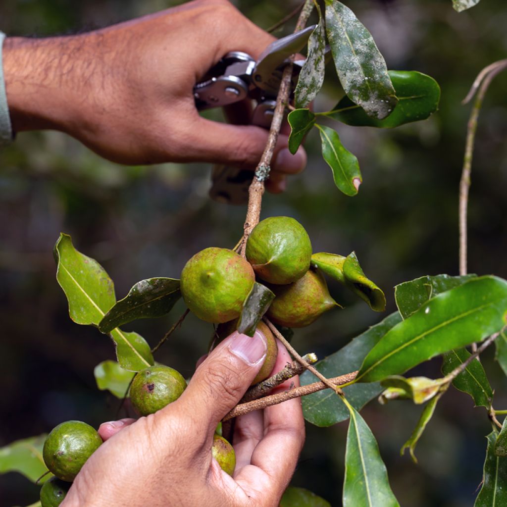 Australianpähkinä - Macadamia integrifolia