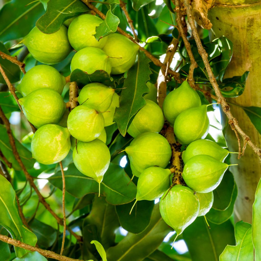 Australianpähkinä - Macadamia integrifolia