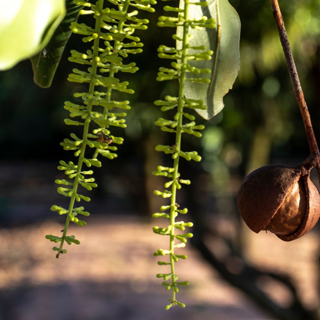 Australianpähkinä - Macadamia integrifolia
