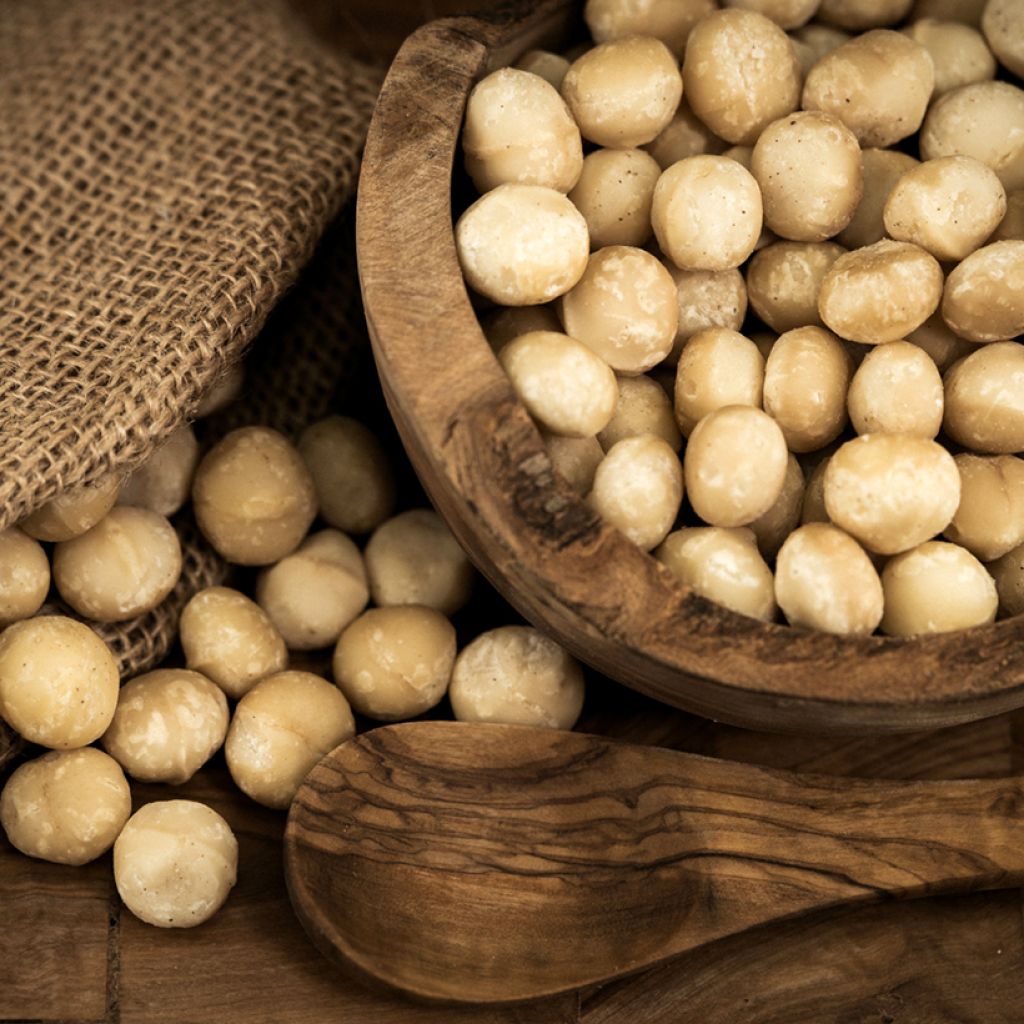 Australianpähkinä - Macadamia integrifolia