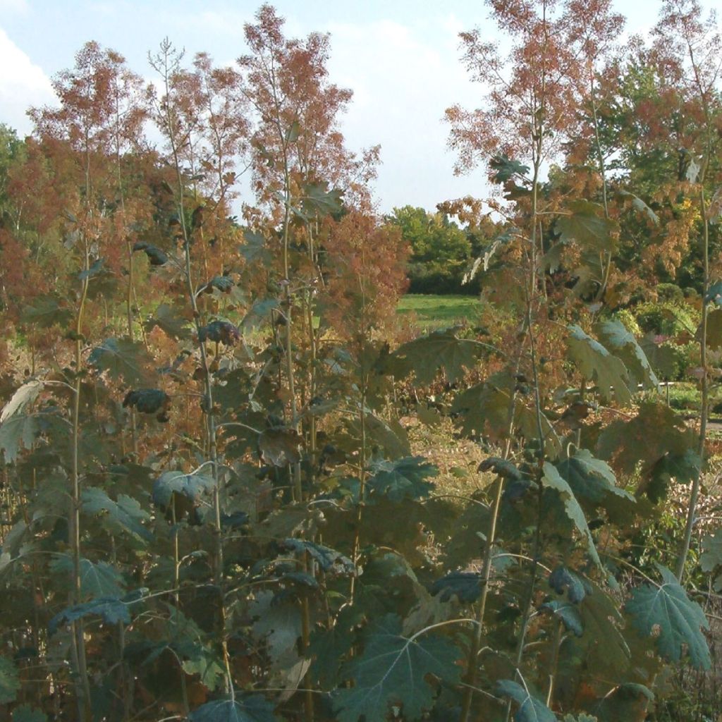 Pronssihuisku-unikko Kelway's Coral Plume
