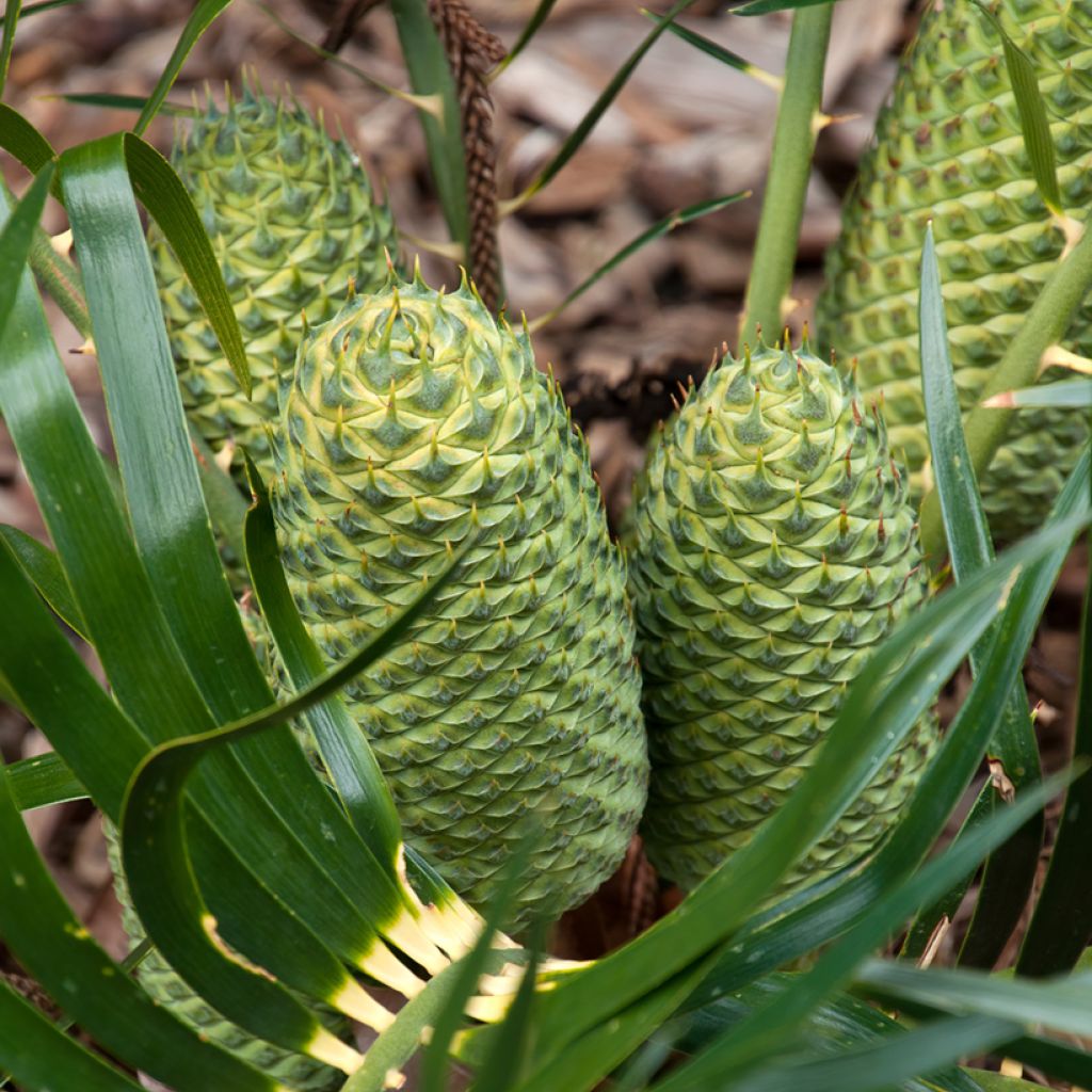Macrozamia moorei