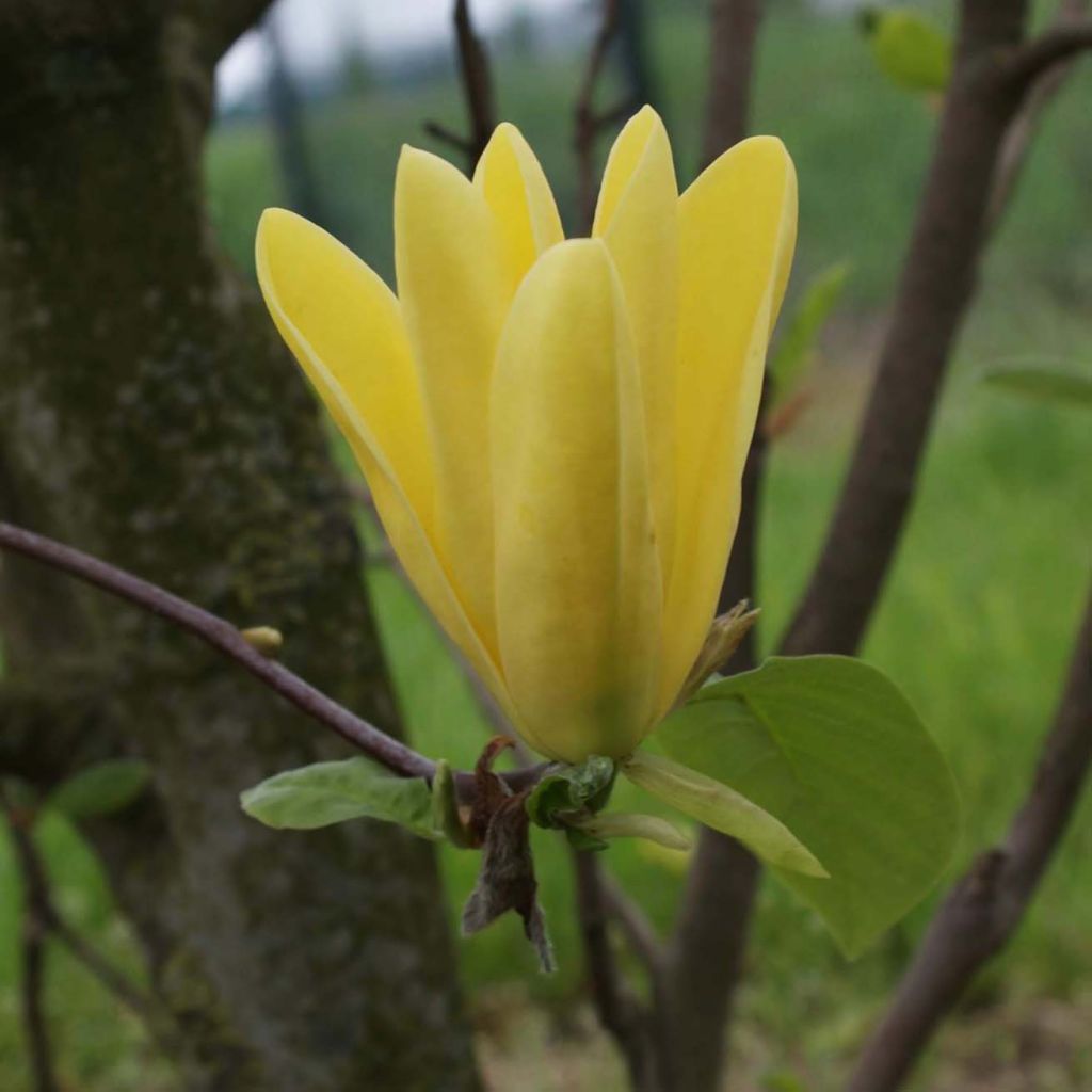 Poppelimagnolia Daphne