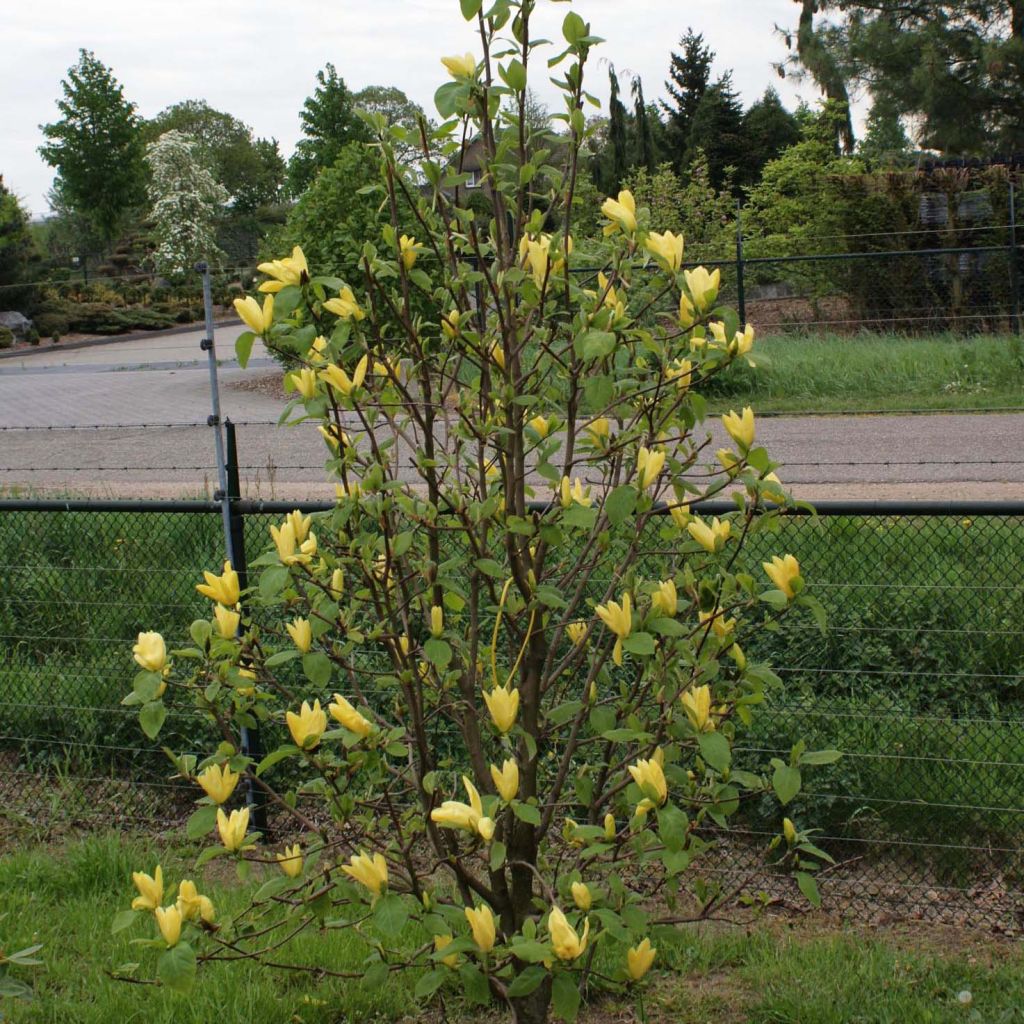 Poppelimagnolia Daphne