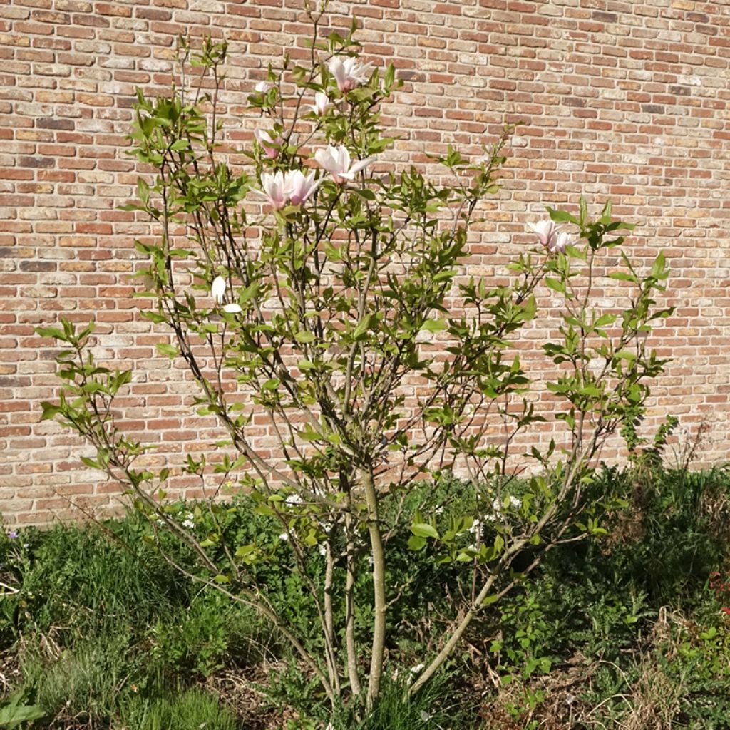 Tulppaanimagnolia Heaven Scent
