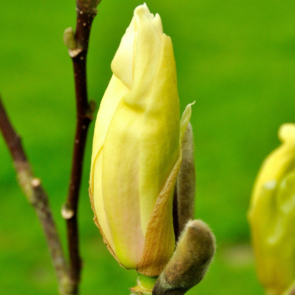 Liljamagnolia Yellow Lantern