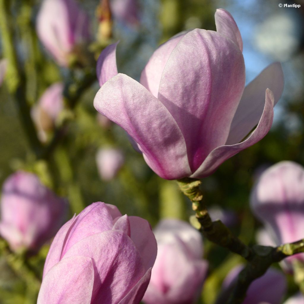 Jademagnolia Minfor (Festirose)