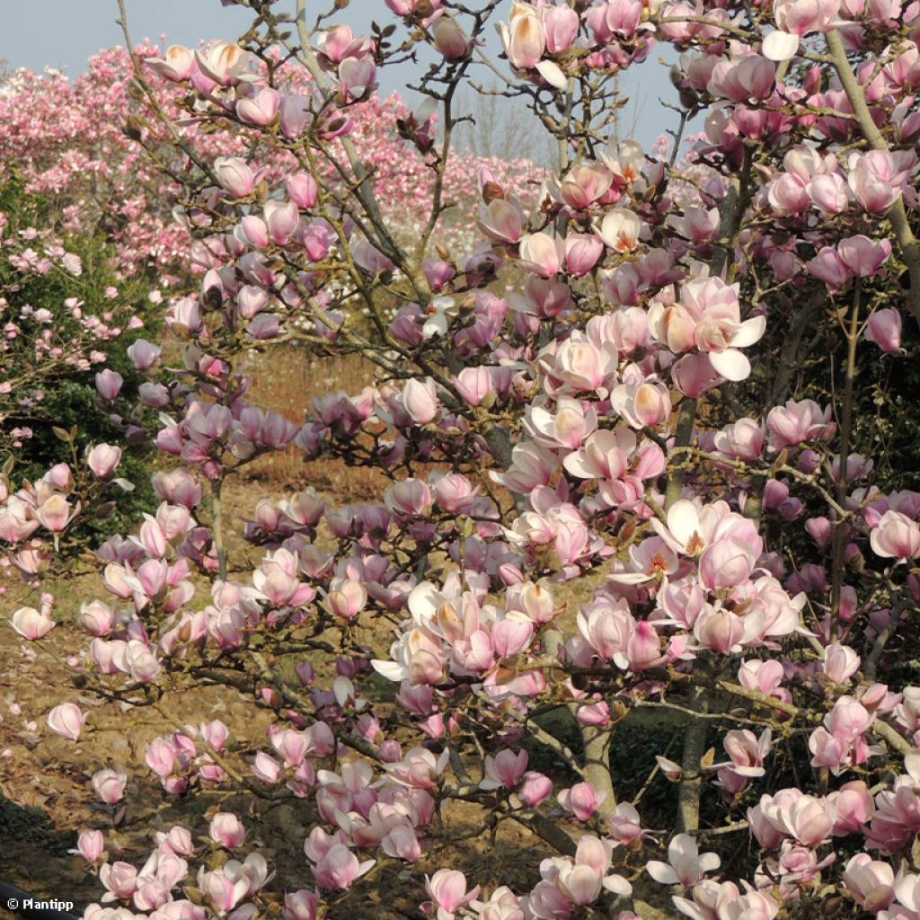 Jademagnolia Minfor (Festirose)