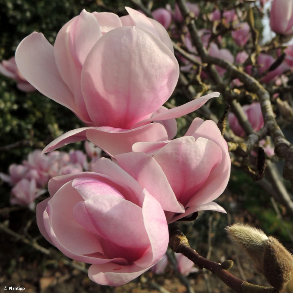 Jademagnolia Minfor (Festirose)