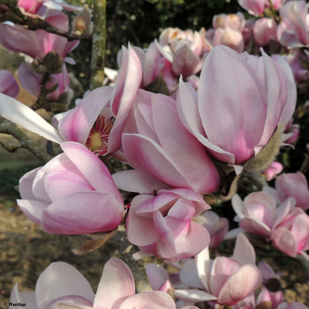 Jademagnolia Minfor (Festirose)