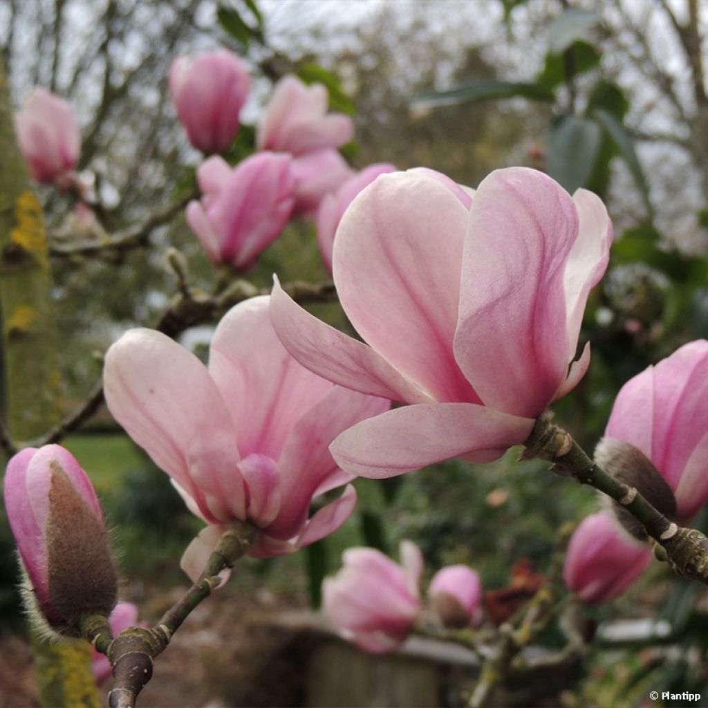 Jademagnolia Minfor (Festirose)