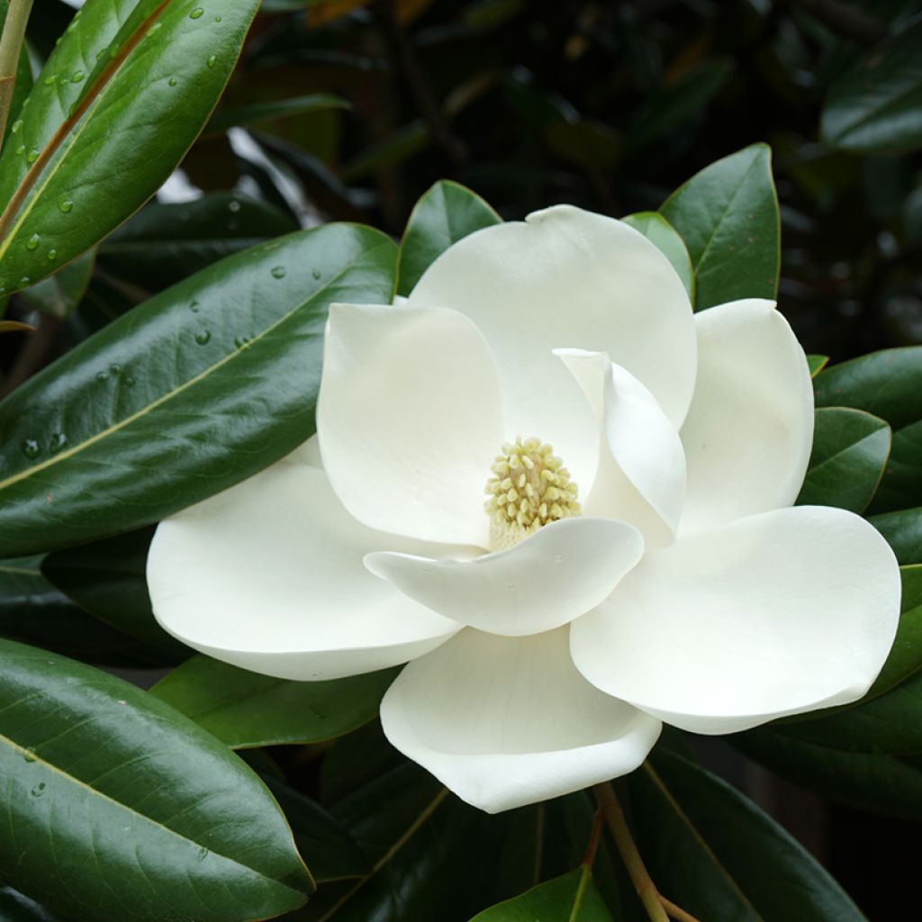 Kuningasmagnolia Victoria