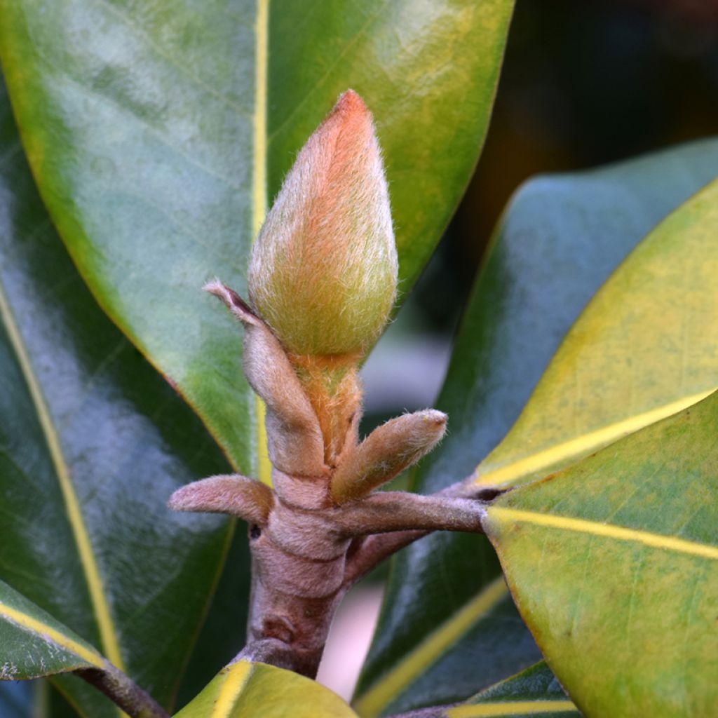 Kuningasmagnolia Victoria