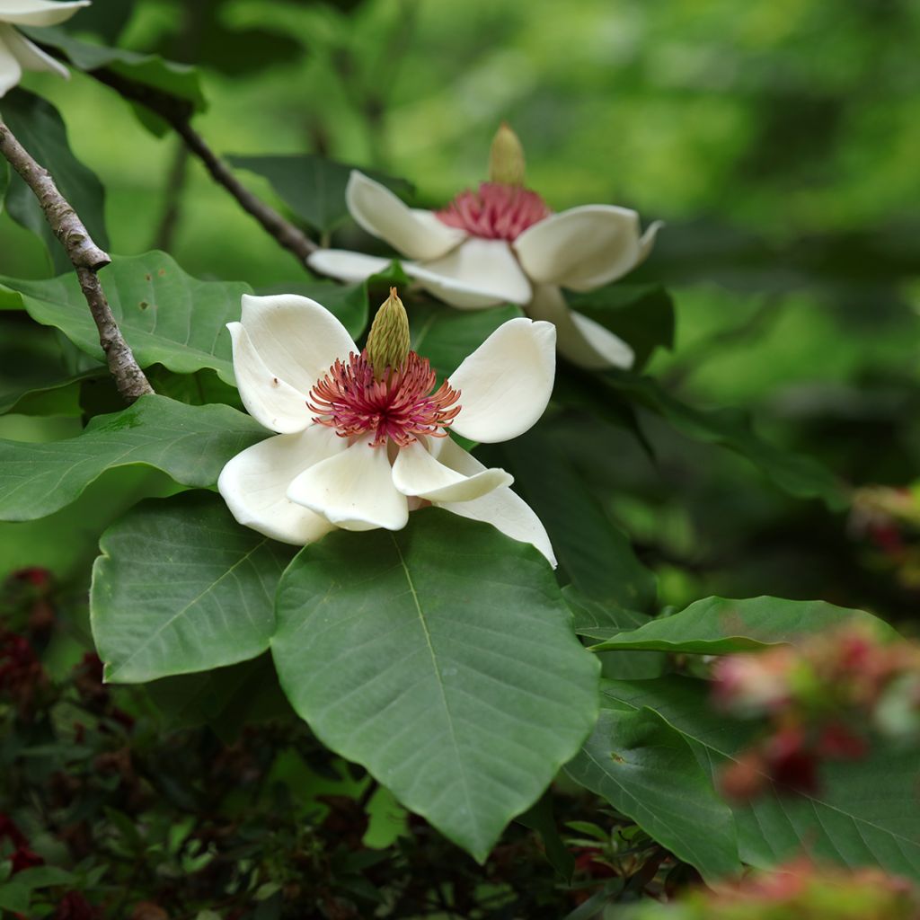 Hopeamagnolia - Magnolia hypoleuca