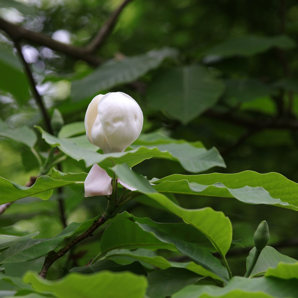 Hopeamagnolia - Magnolia hypoleuca