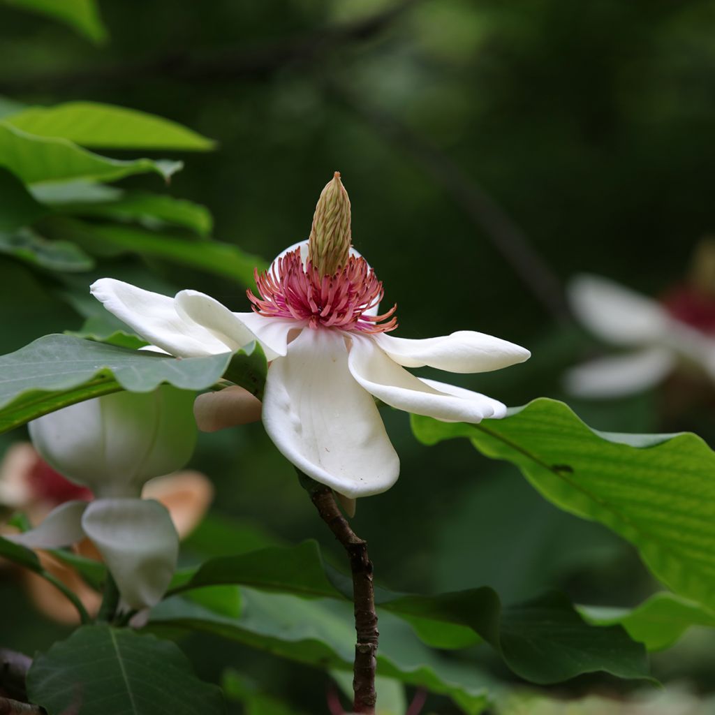 Hopeamagnolia - Magnolia hypoleuca