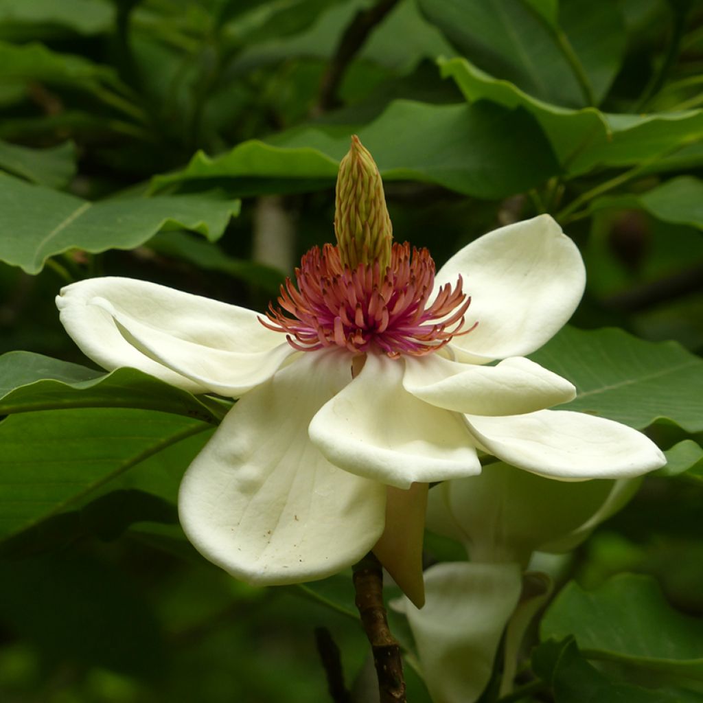 Hopeamagnolia - Magnolia hypoleuca