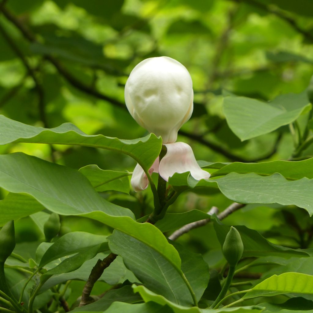 Hopeamagnolia - Magnolia hypoleuca