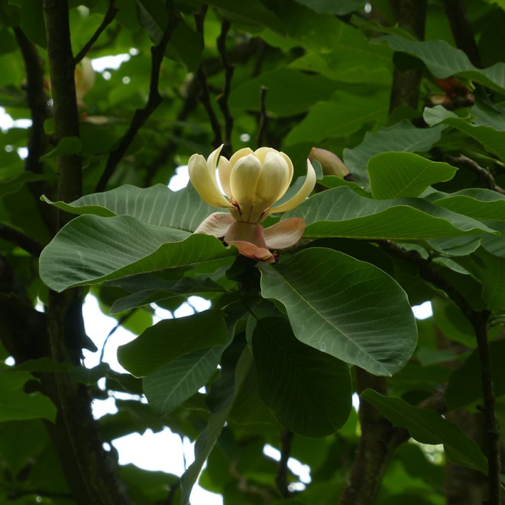 Hopeamagnolia - Magnolia hypoleuca