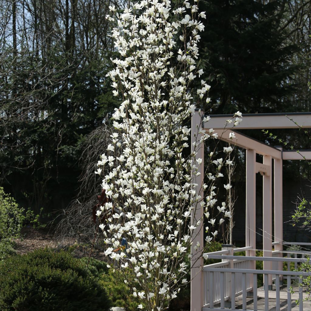 Japaninmagnolia Maraczi