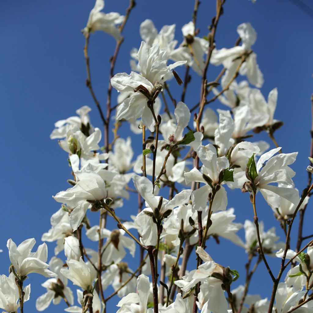 Japaninmagnolia Maraczi